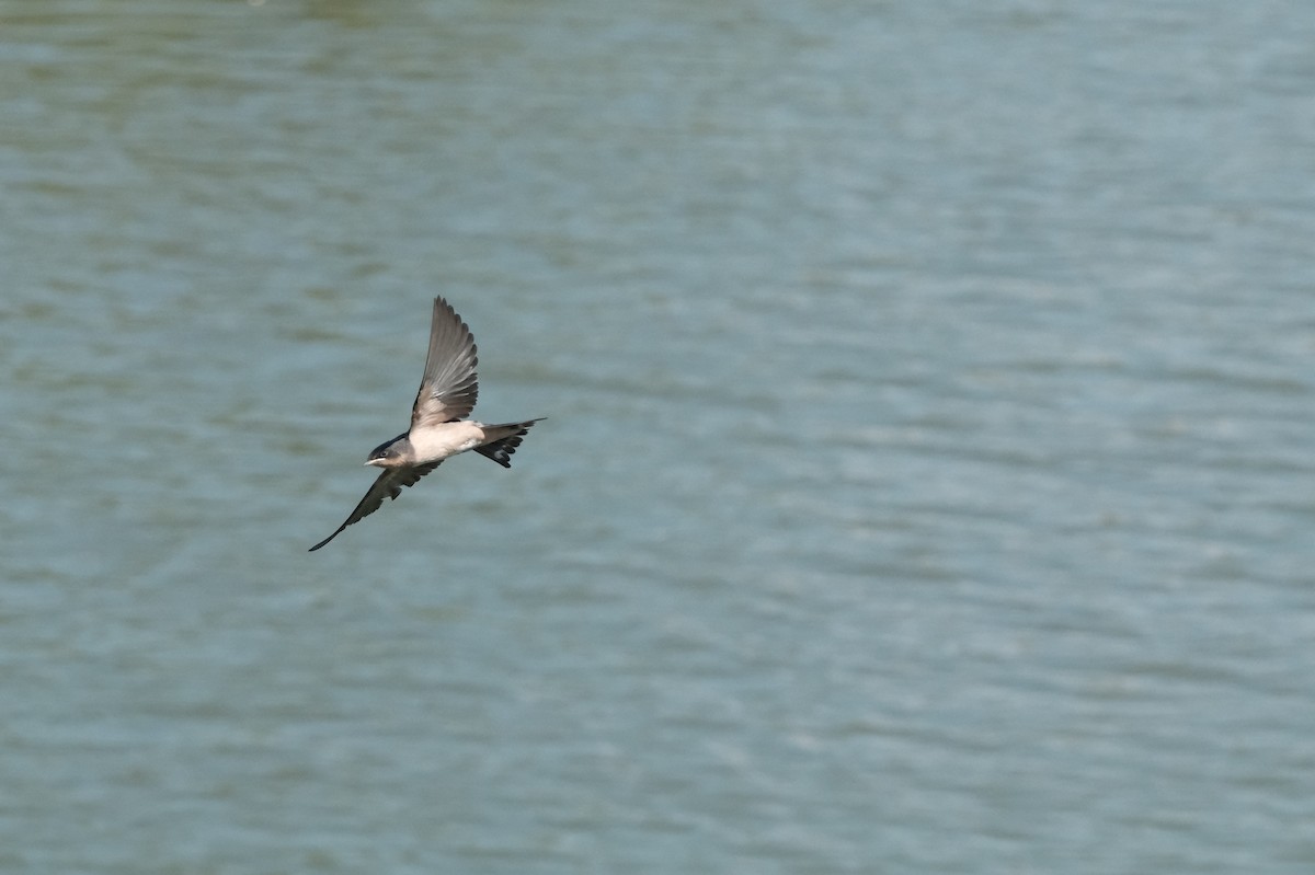 Barn Swallow - ML641085009