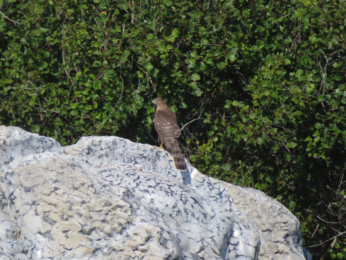 Cooper's Hawk - ML641085086