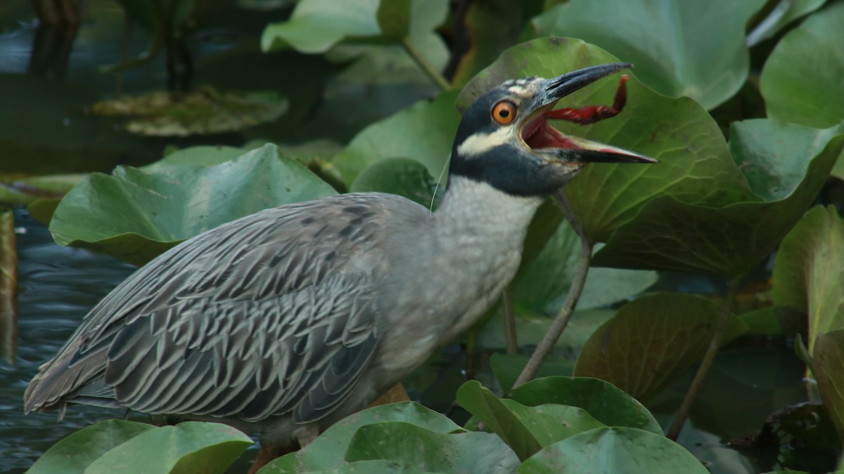 Yellow-crowned Night Heron - ML641085109