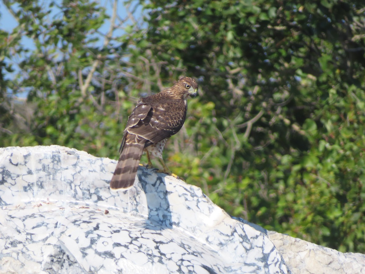 Cooper's Hawk - ML641085111