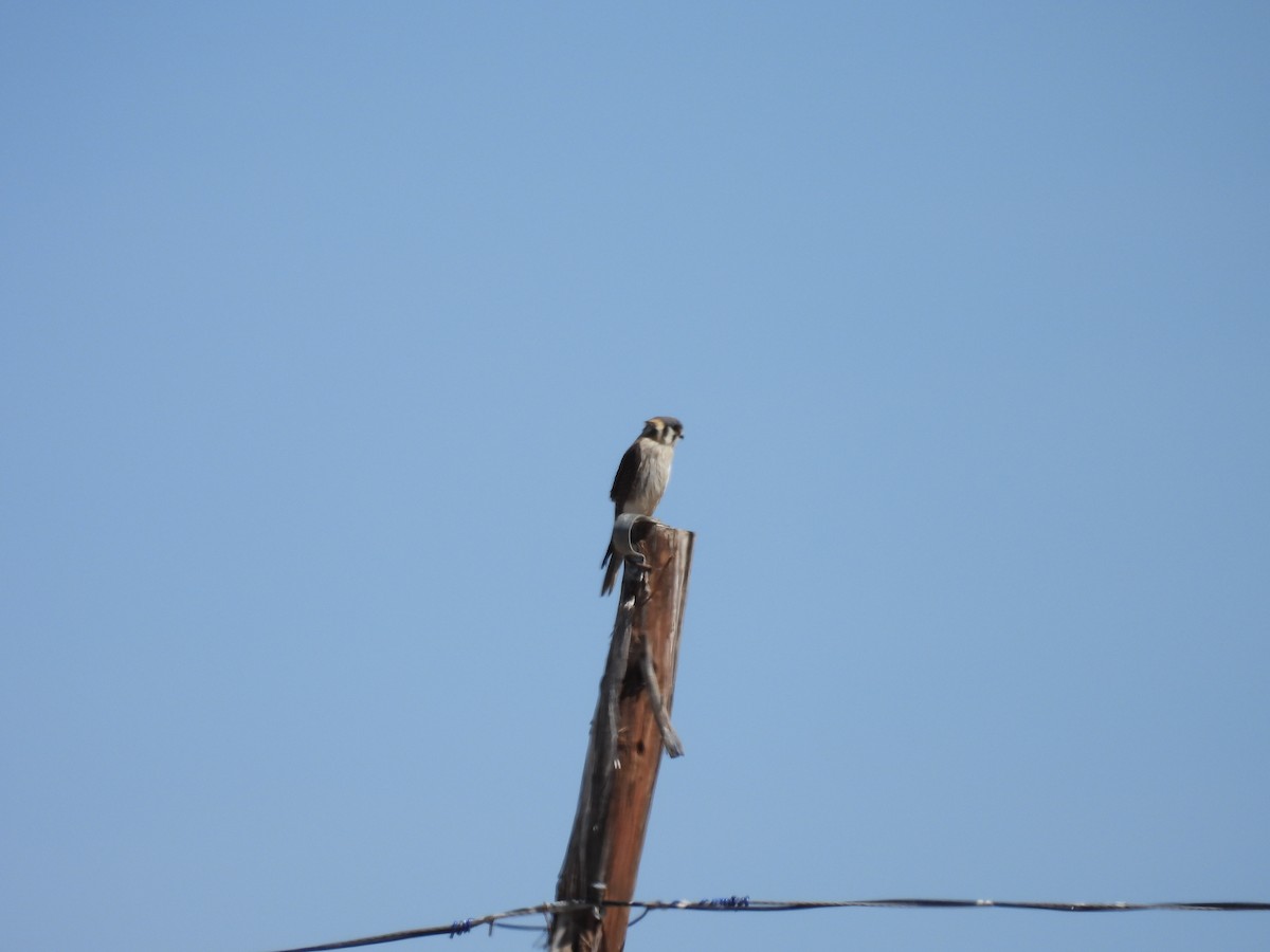 American Kestrel - ML641085115