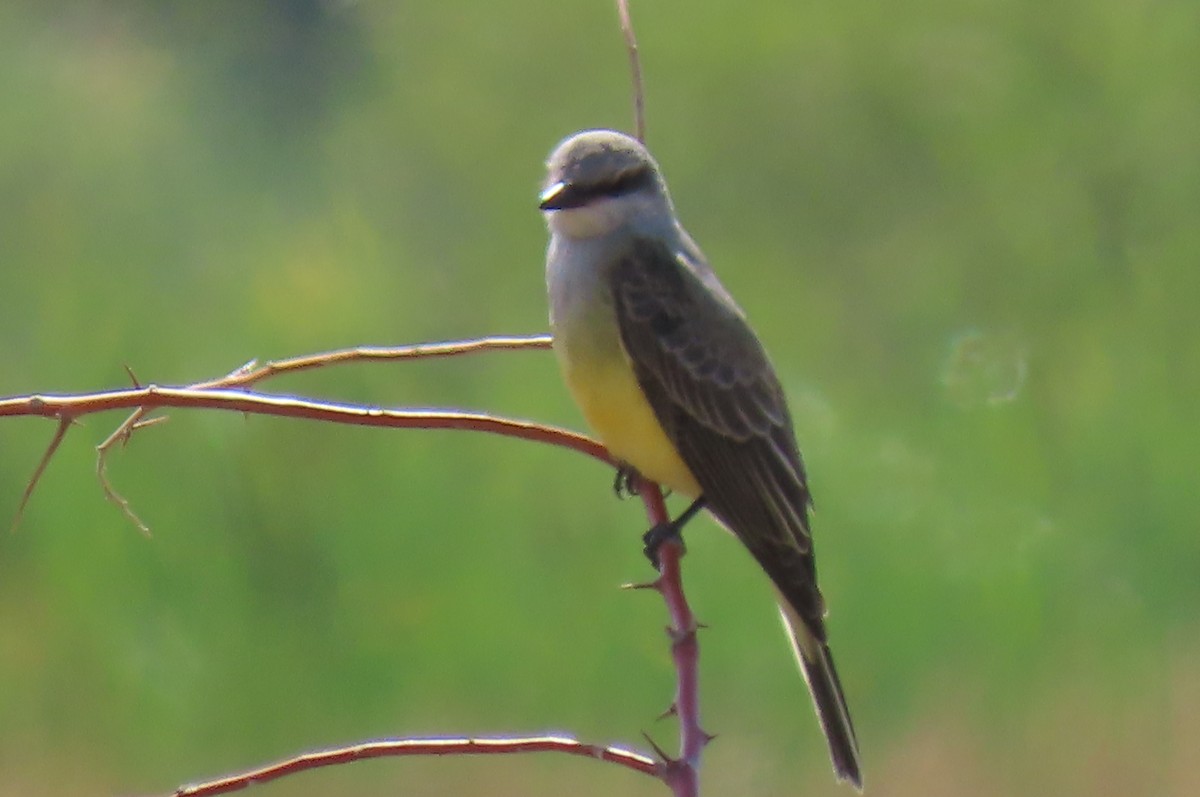 Western Kingbird - ML641085118