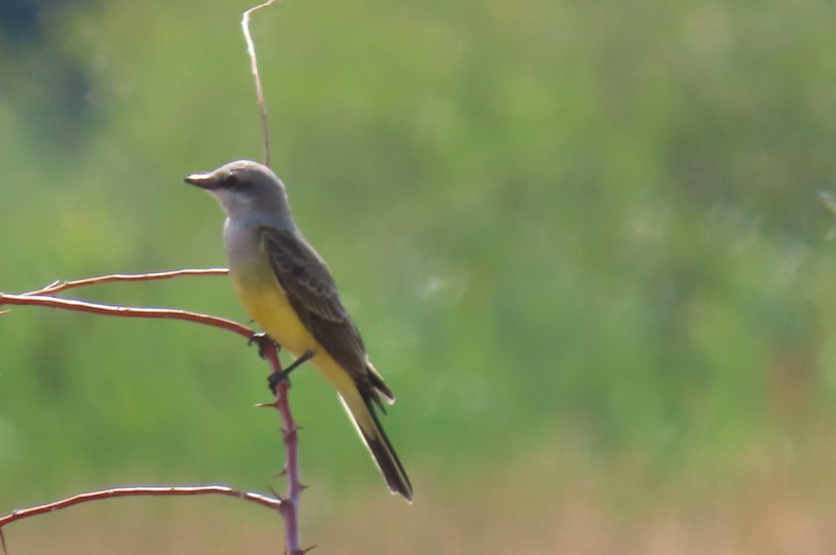 Western Kingbird - ML641085119