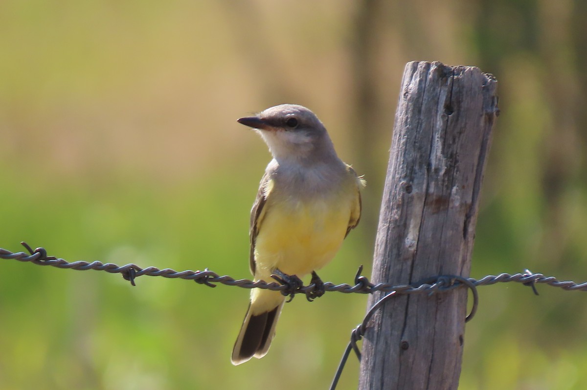 Western Kingbird - ML641085120