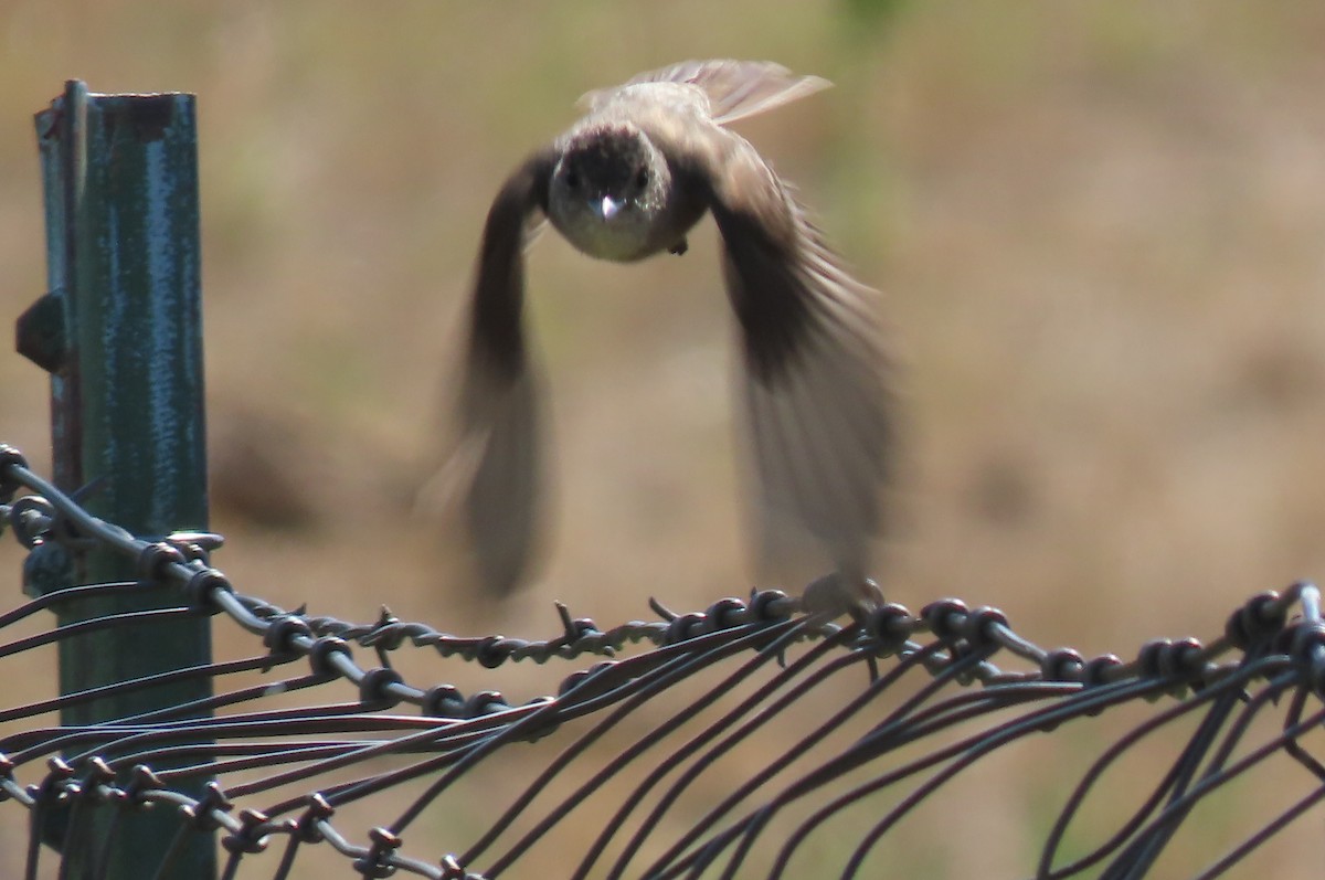 Western Kingbird - ML641085121