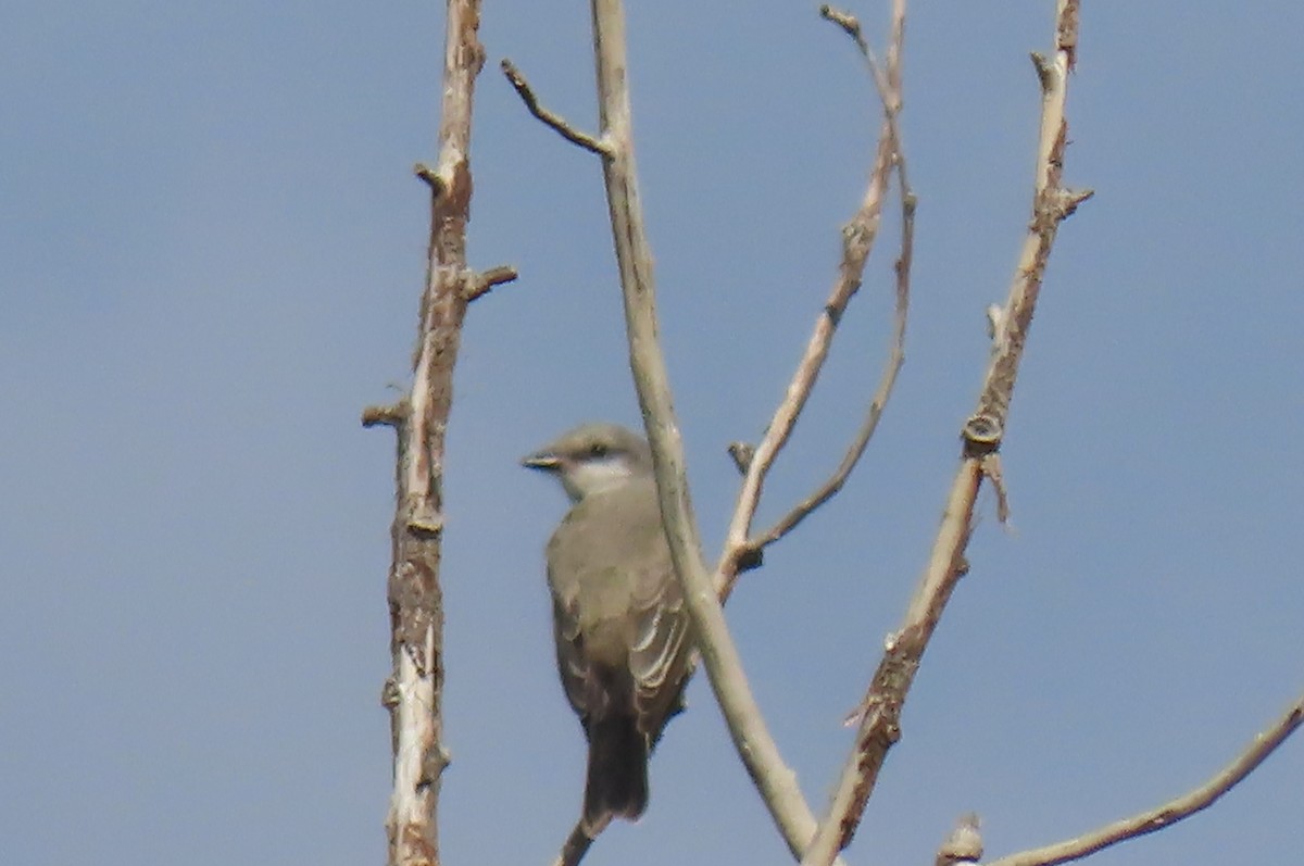 Western Kingbird - ML641085122