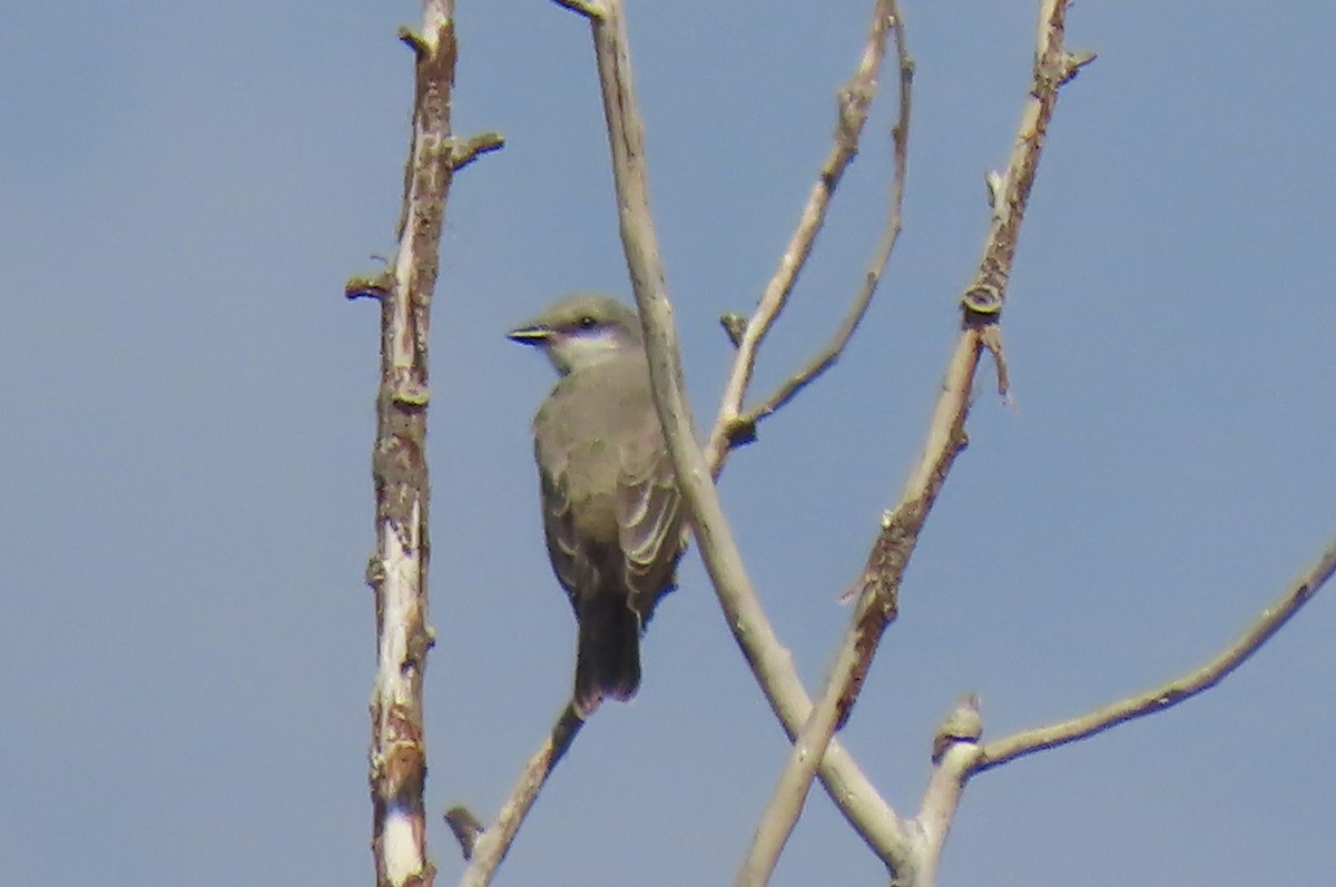 Western Kingbird - ML641085123