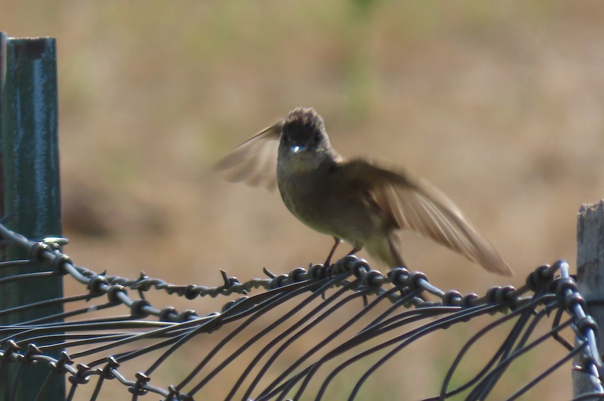 Western Kingbird - ML641085124
