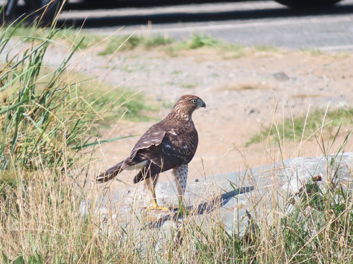 Cooper's Hawk - ML641085126