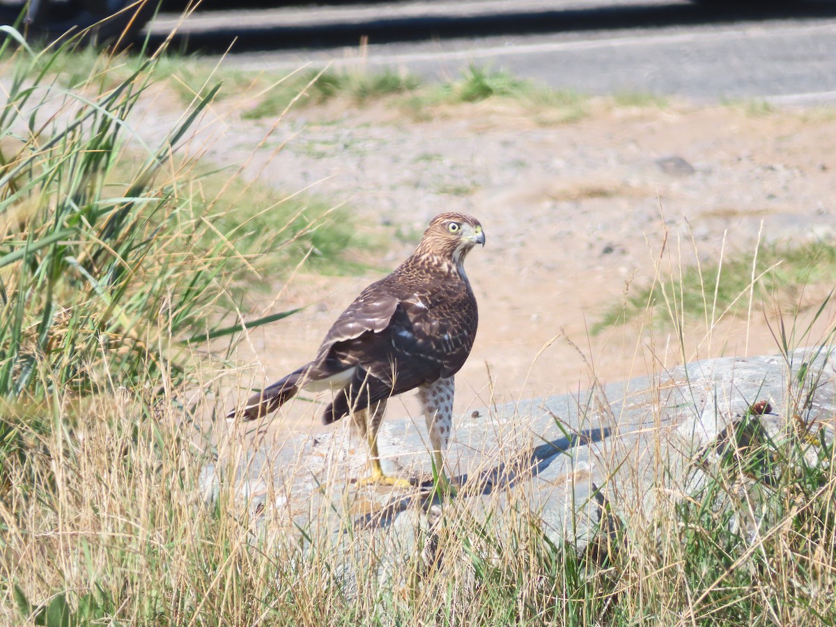 Cooper's Hawk - ML641085131