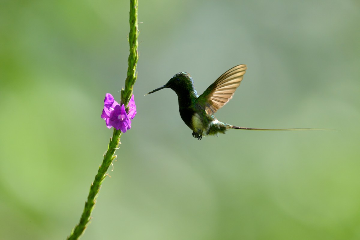 Black-bellied Thorntail - ML641085178