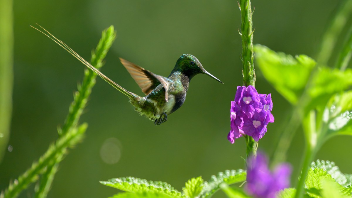 Black-bellied Thorntail - ML641085179