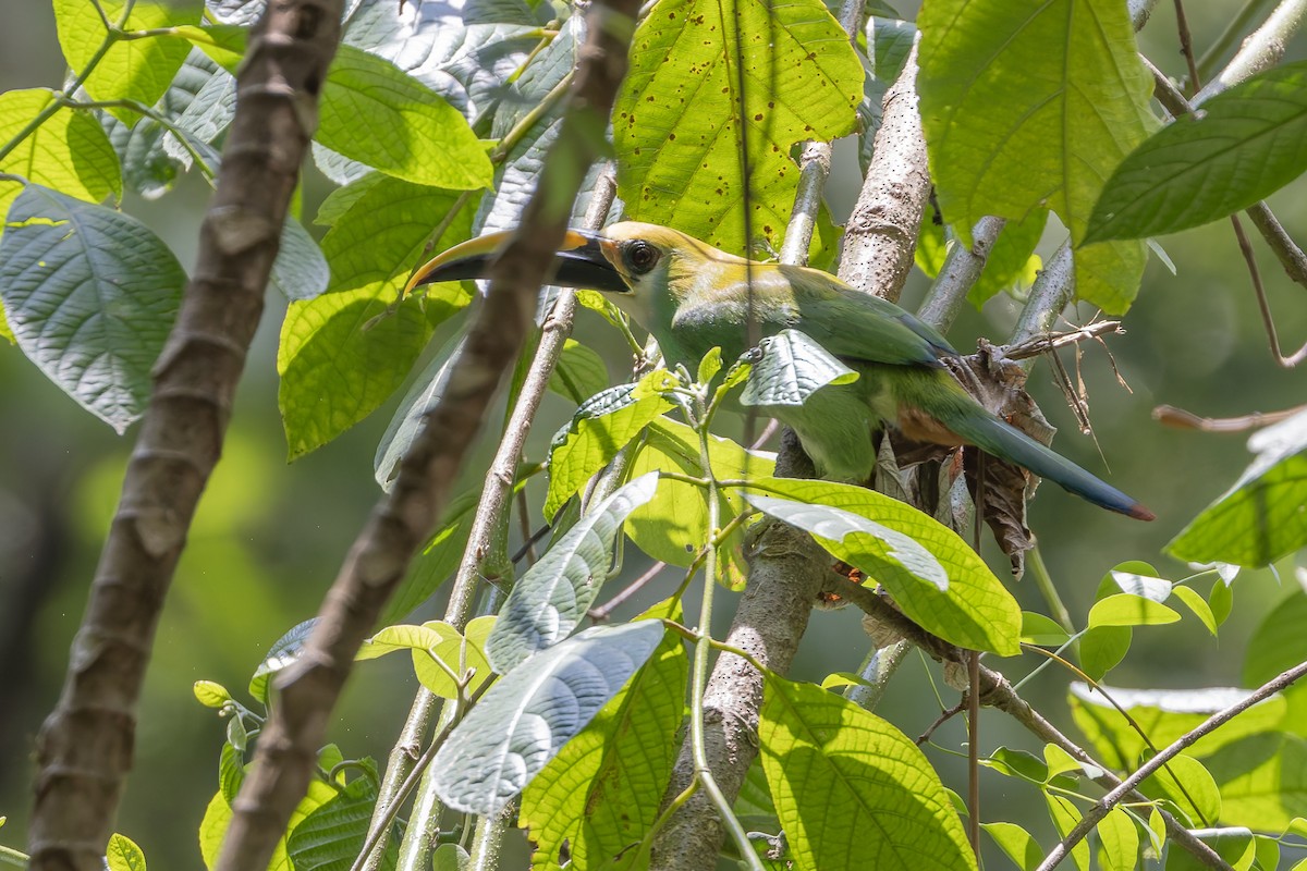 Northern Emerald-Toucanet (Wagler's) - ML641085185