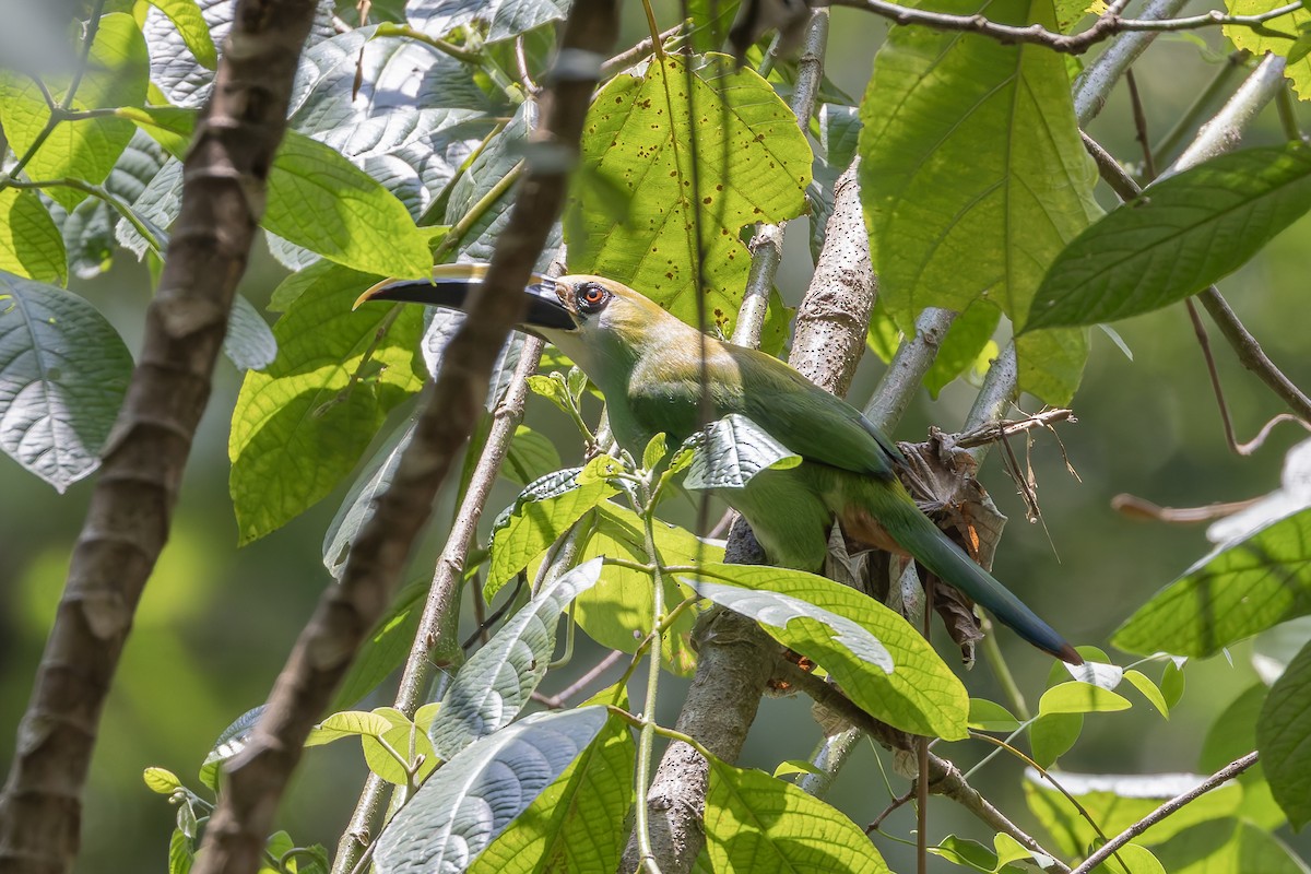 Northern Emerald-Toucanet (Wagler's) - ML641085186