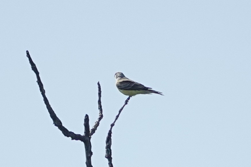 Western Kingbird - ML641085189