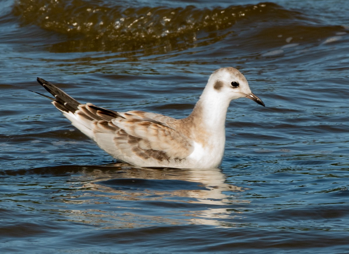 kanadahettemåke - ML641085198