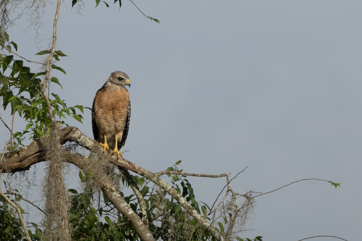 Rotschulterbussard - ML641085213