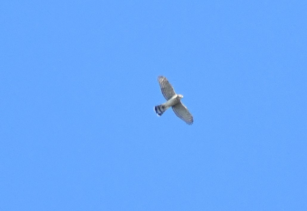 Cooper's Hawk - ML641085221