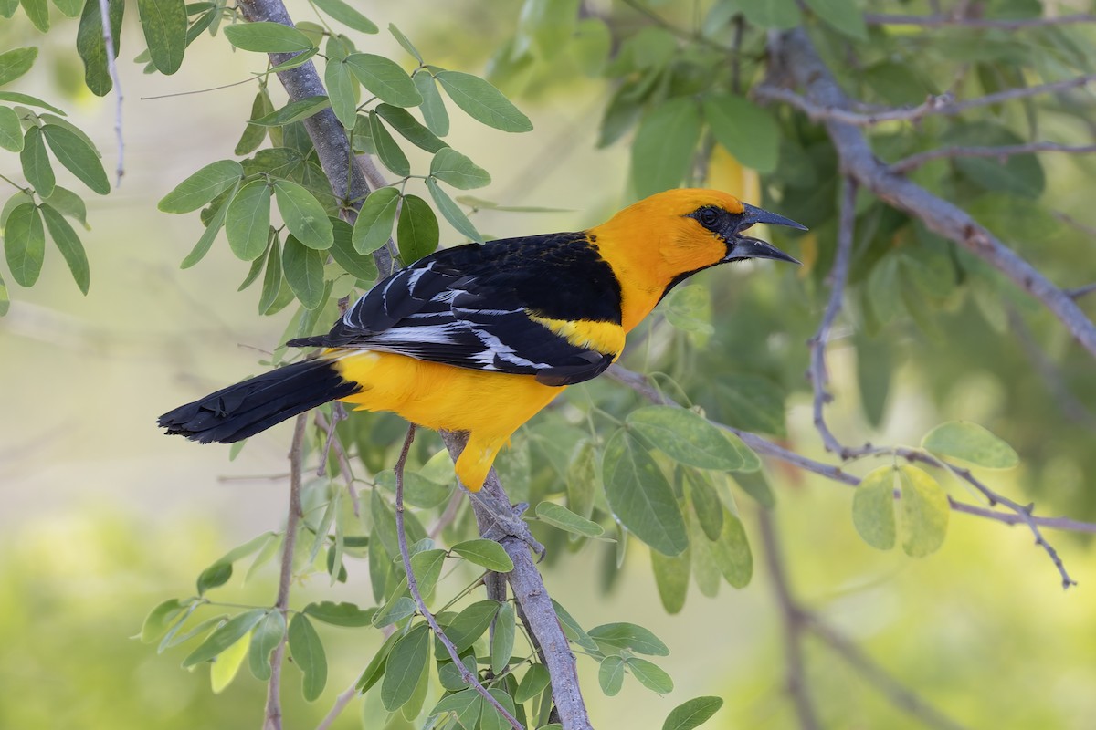 Altamira Oriole - ML641085236