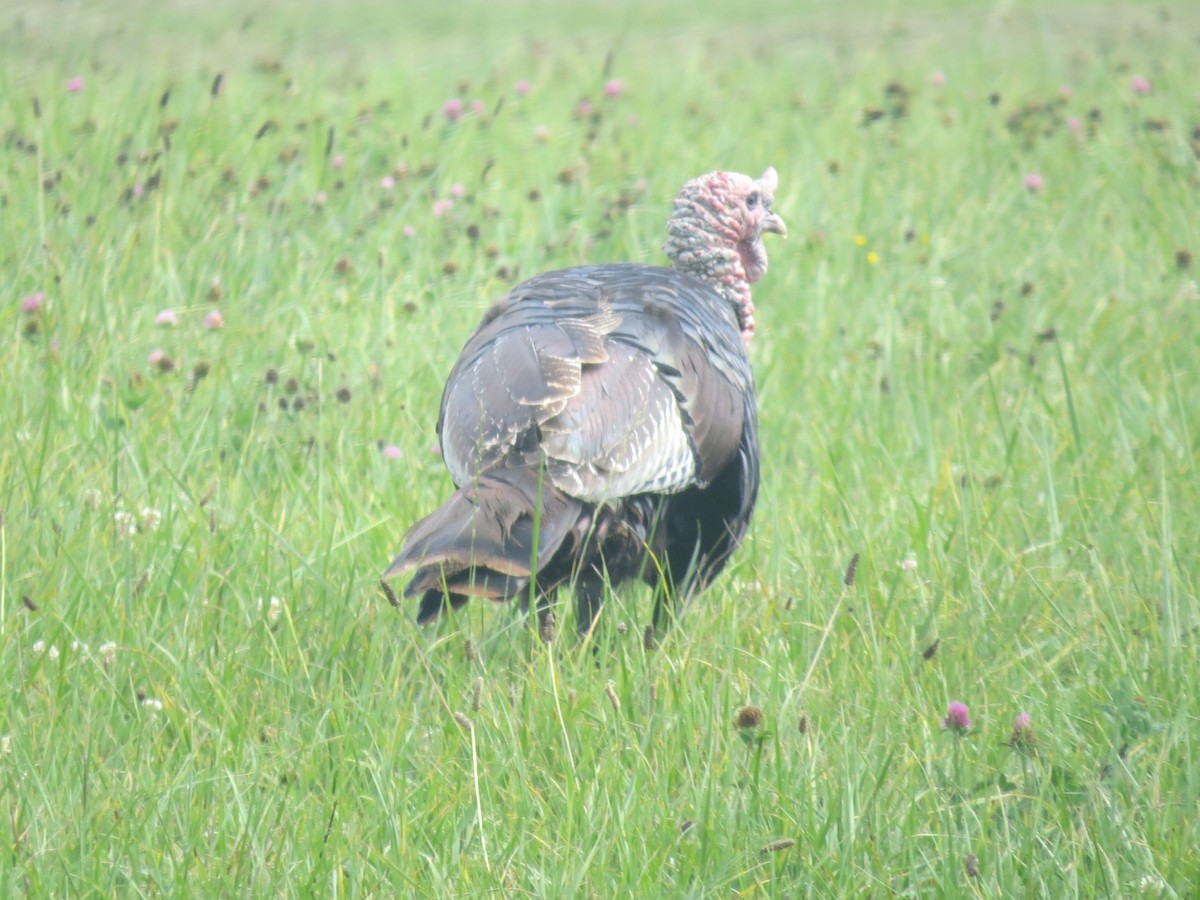 Wild Turkey - ML641085255