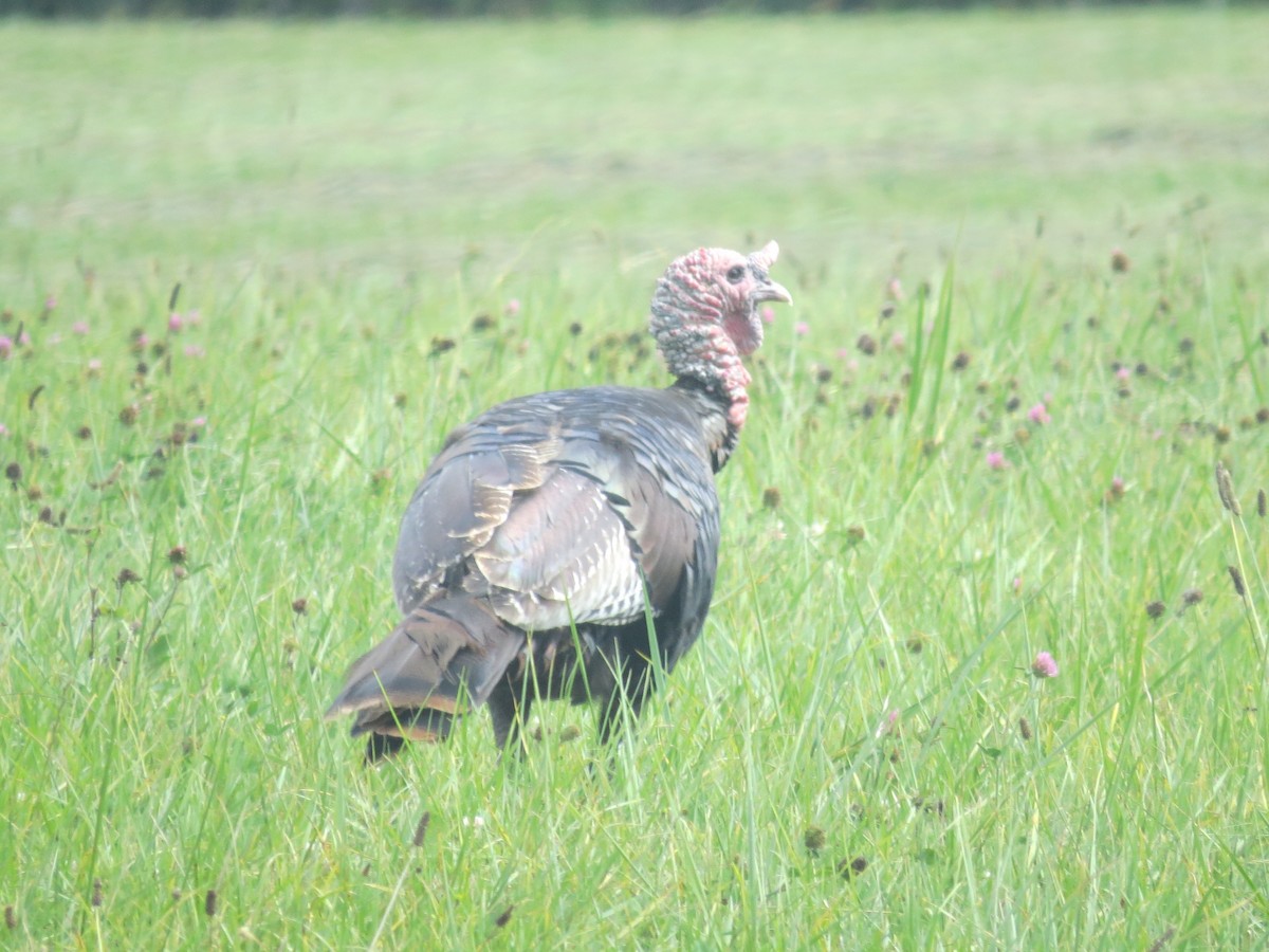 Wild Turkey - ML641085260