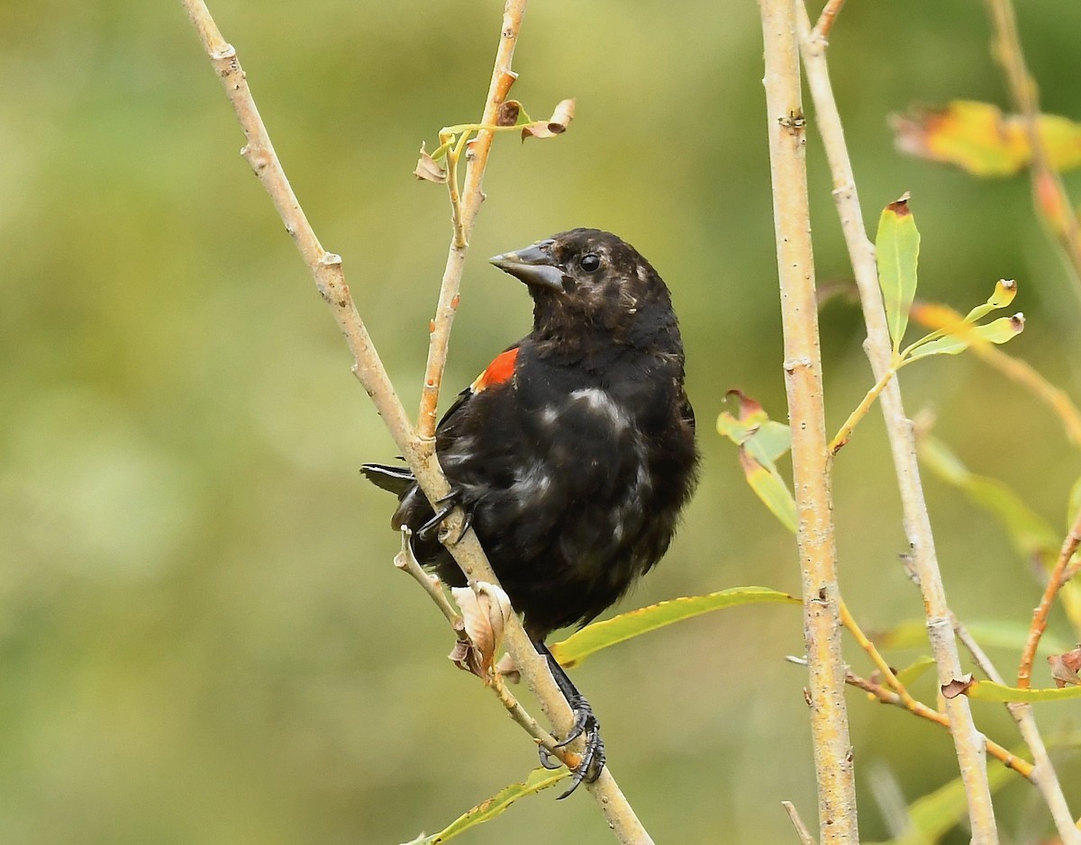 Red-winged Blackbird - ML641085278