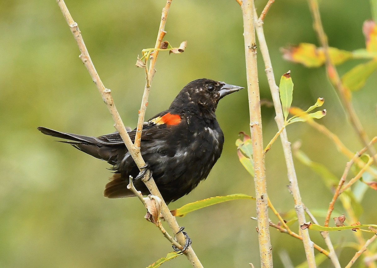 Red-winged Blackbird - ML641085279