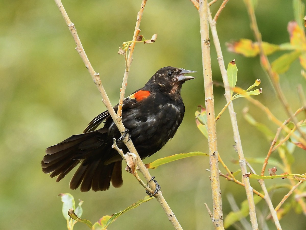 Red-winged Blackbird - ML641085280