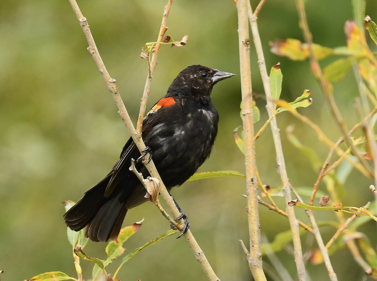 Red-winged Blackbird - ML641085281