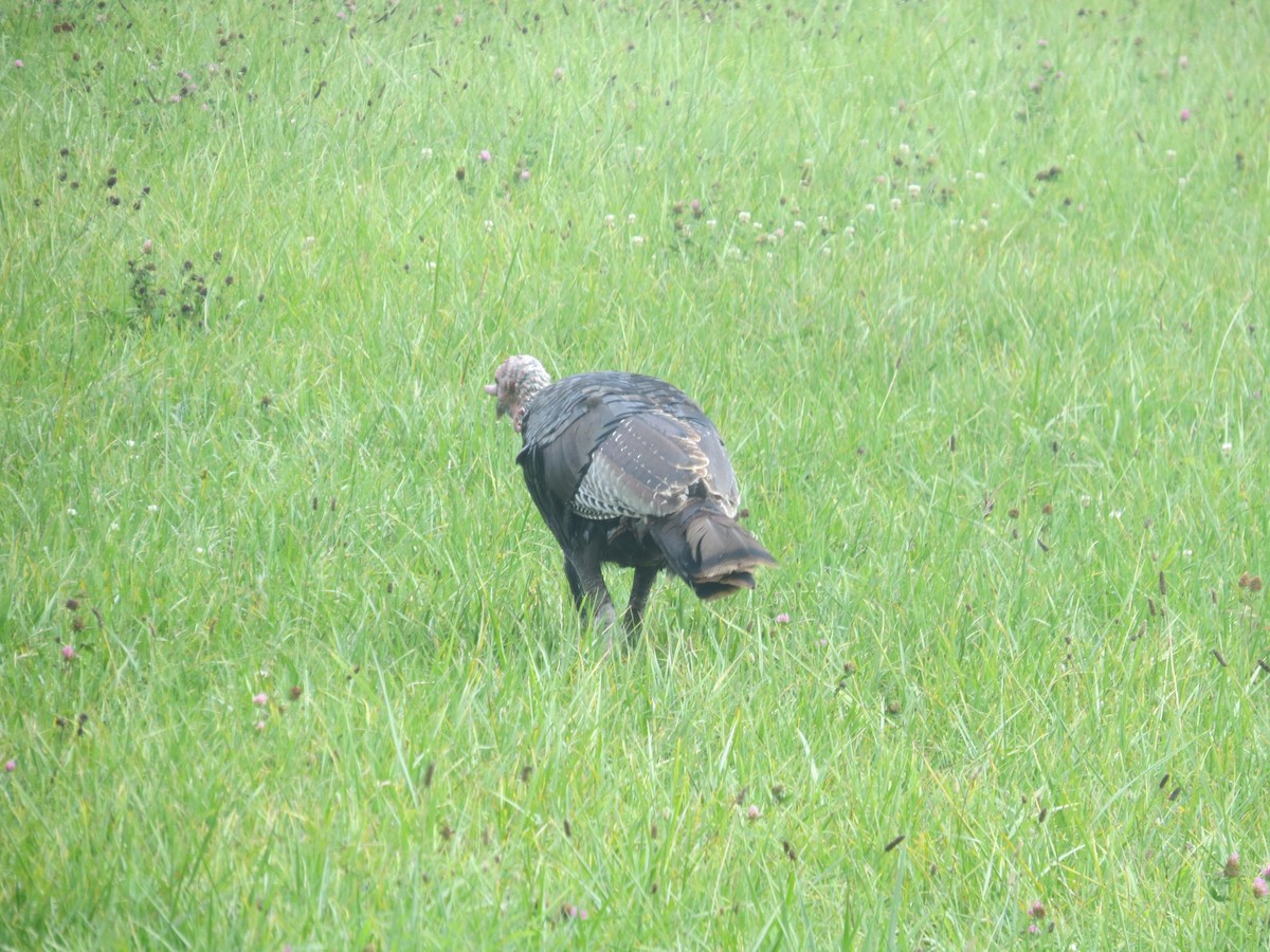 Wild Turkey - ML641085283