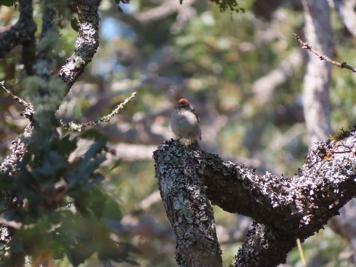 Chipping Sparrow - ML641085307