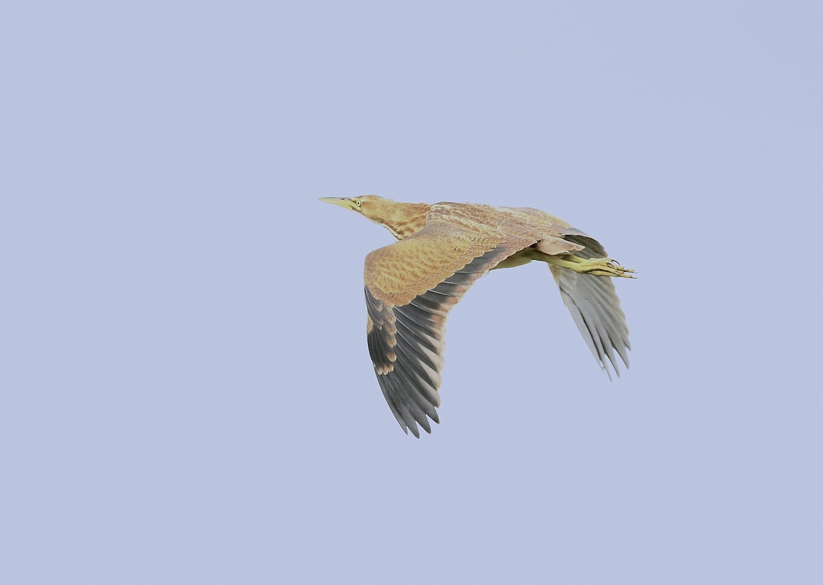 American Bittern - ML641085321