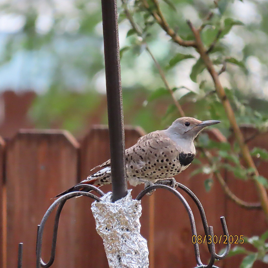Northern Flicker - ML641085324
