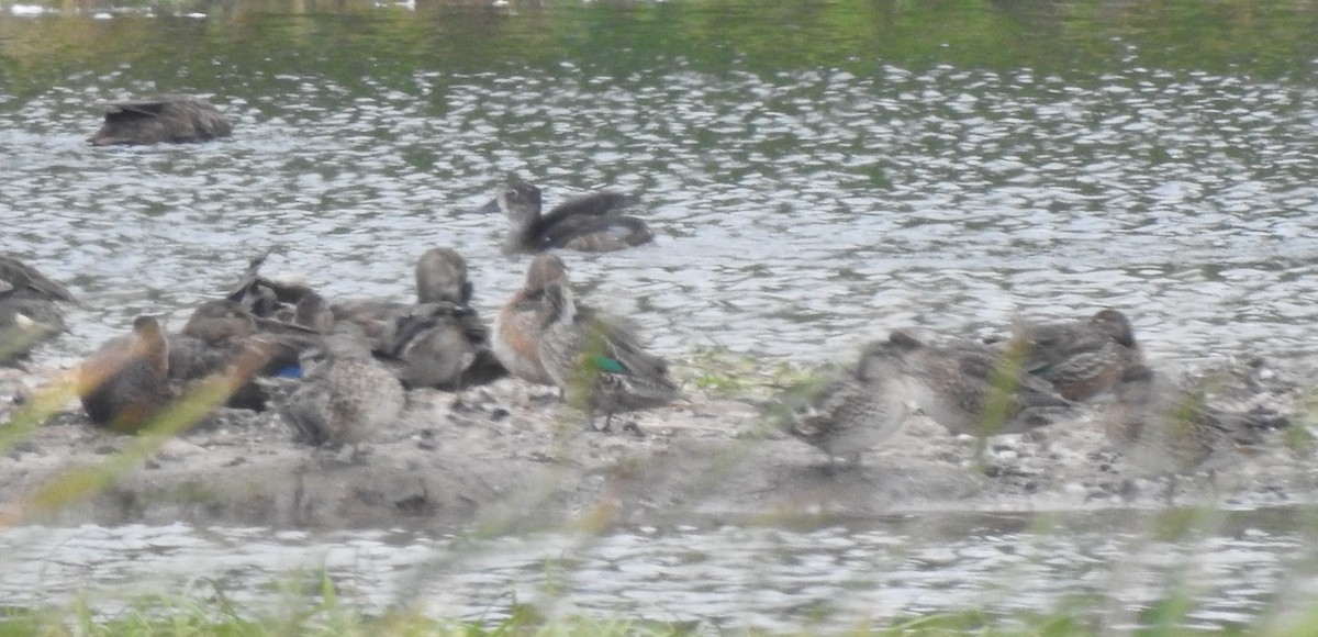 Green-winged Teal - ML641085341