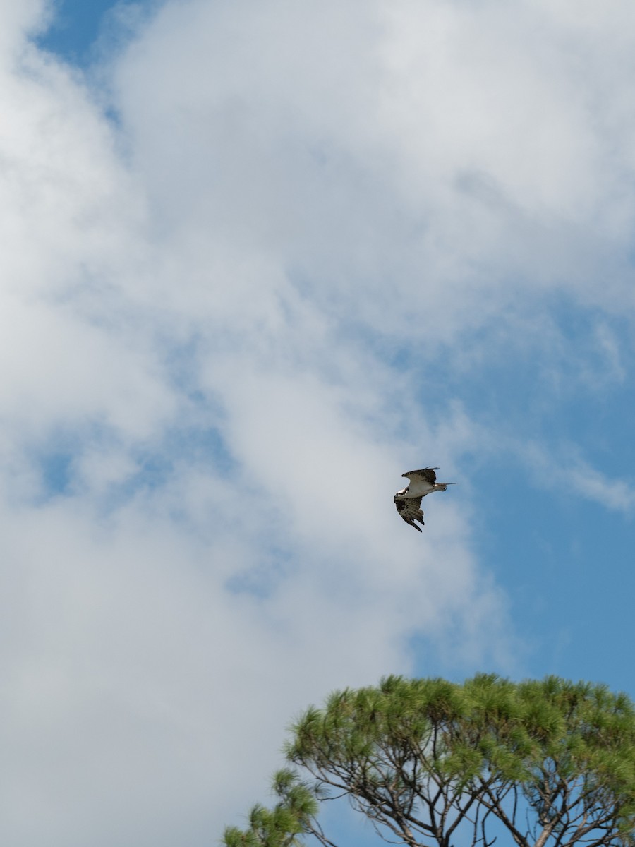 Osprey - ML641085349