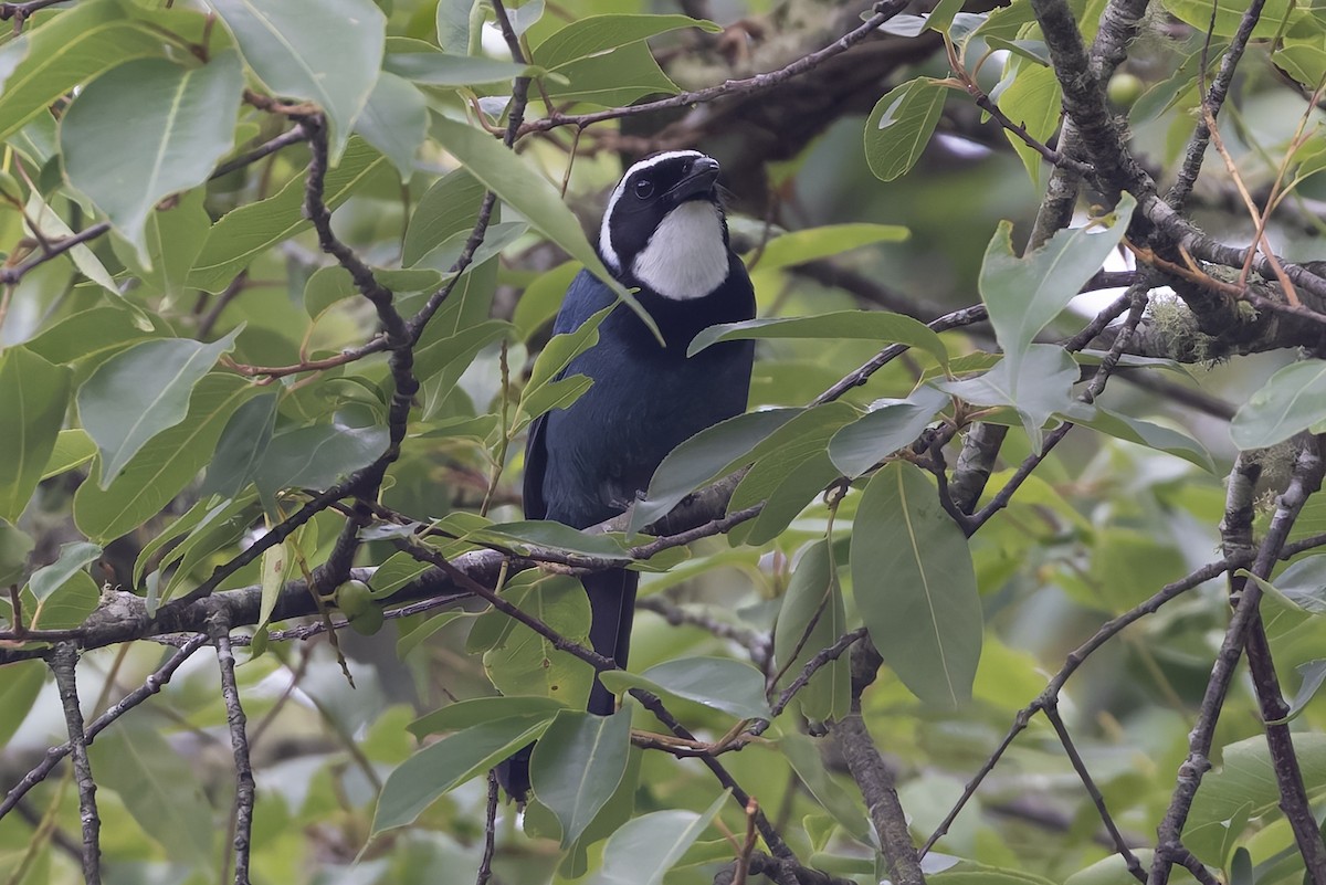 White-throated Jay - ML641085365