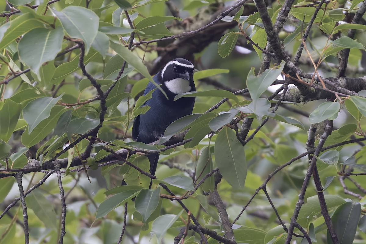 White-throated Jay - ML641085366