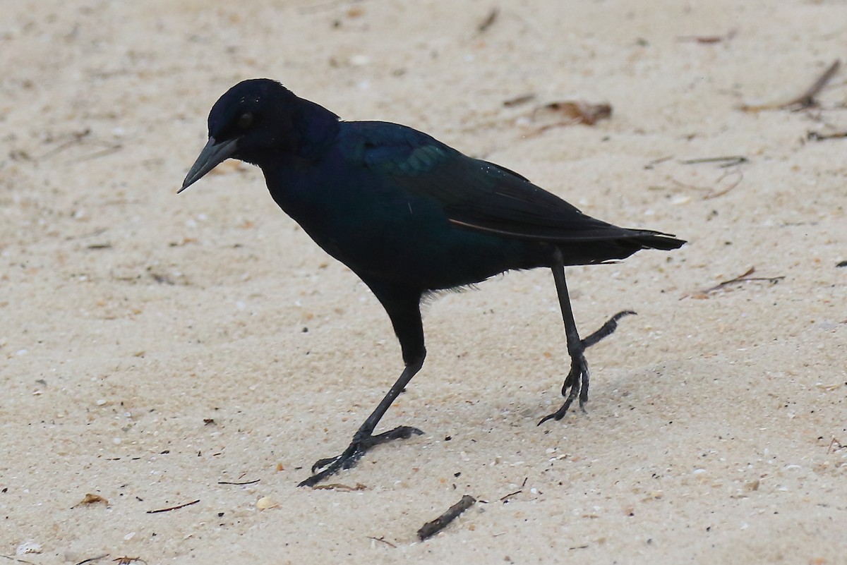 Boat-tailed Grackle - ML641085418