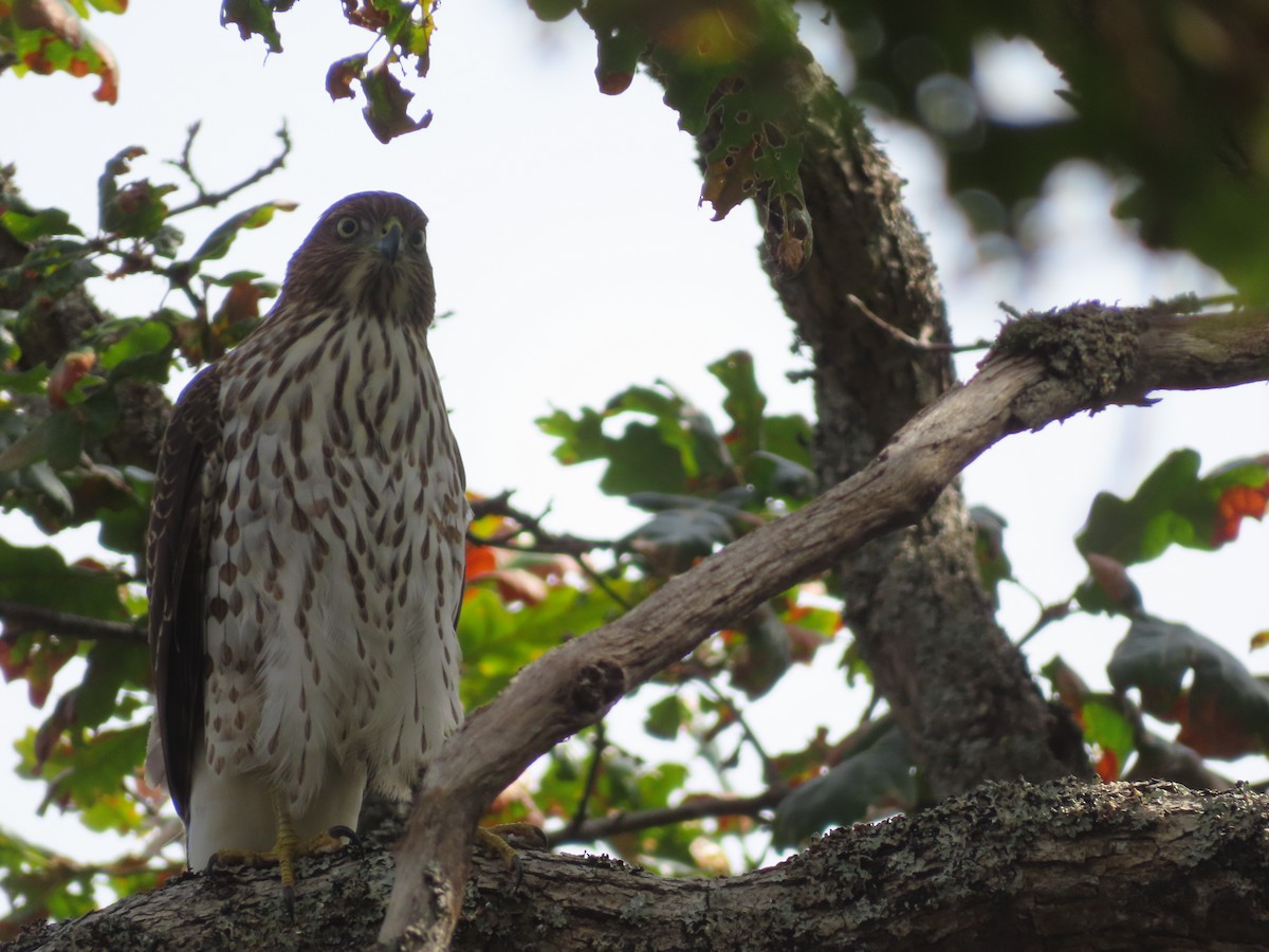 Cooper's Hawk - ML641085426