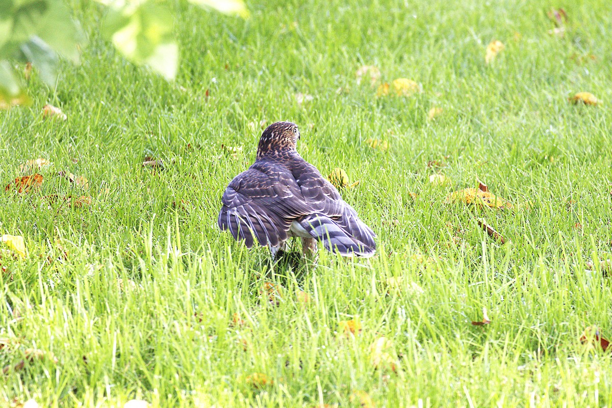 Cooper's Hawk - ML641085466