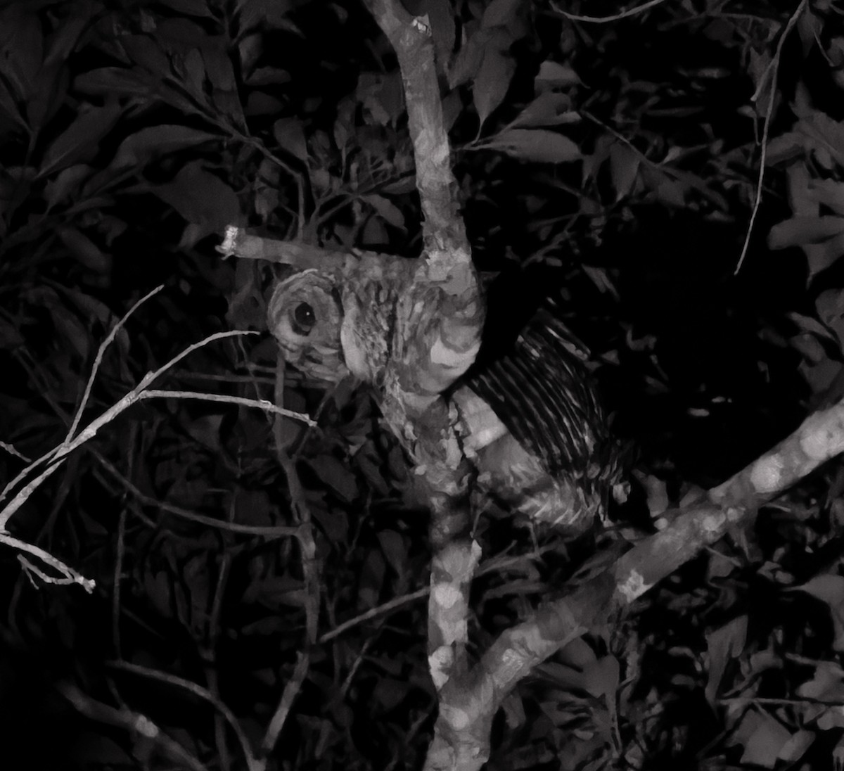 Rusty-barred Owl - ML641085503