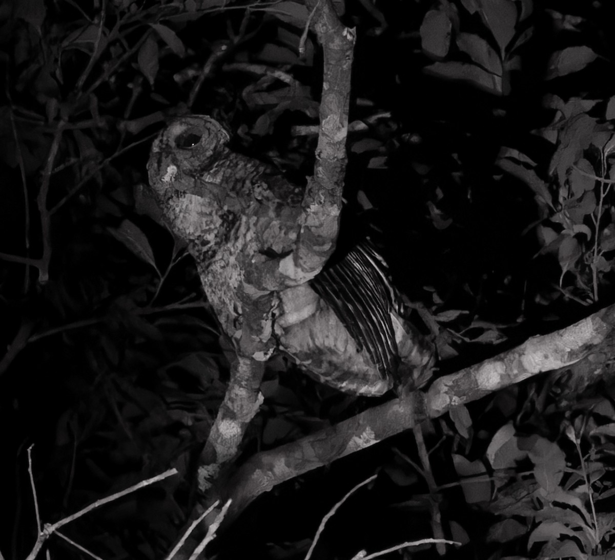 Rusty-barred Owl - ML641085504