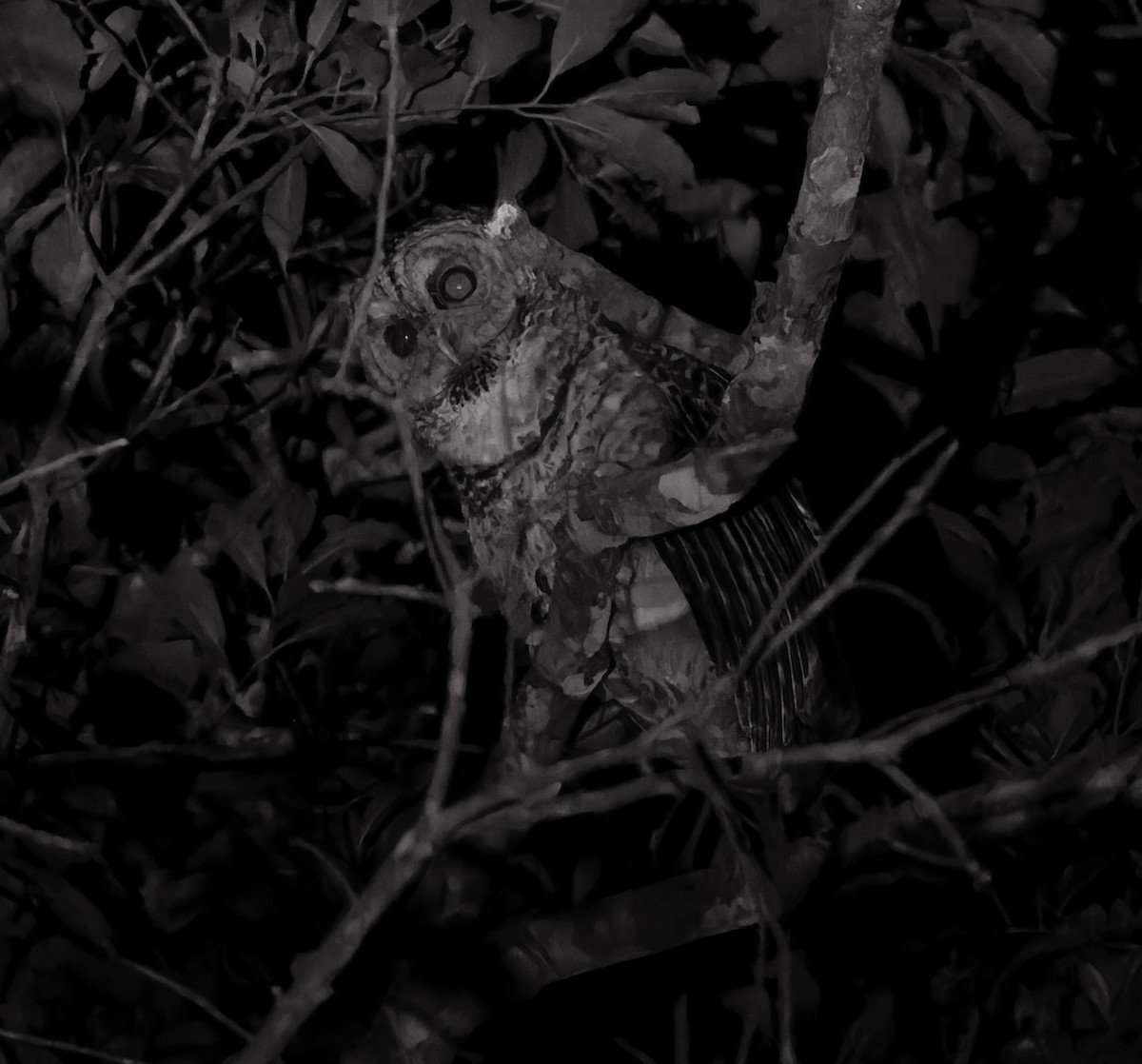 Rusty-barred Owl - ML641085505