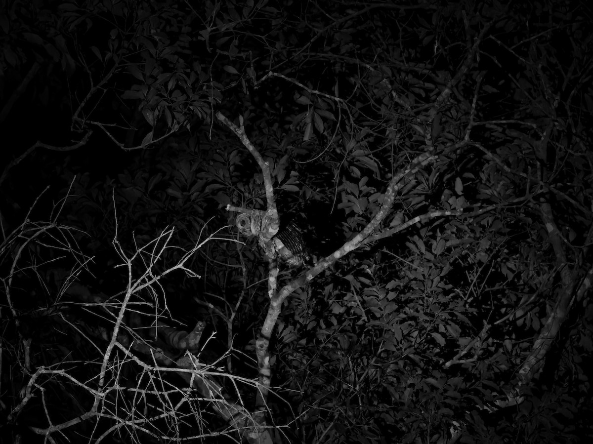 Rusty-barred Owl - ML641085506