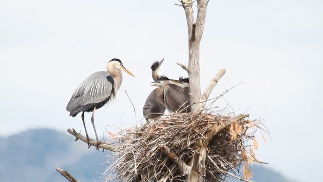 Great Blue Heron - ML641085541