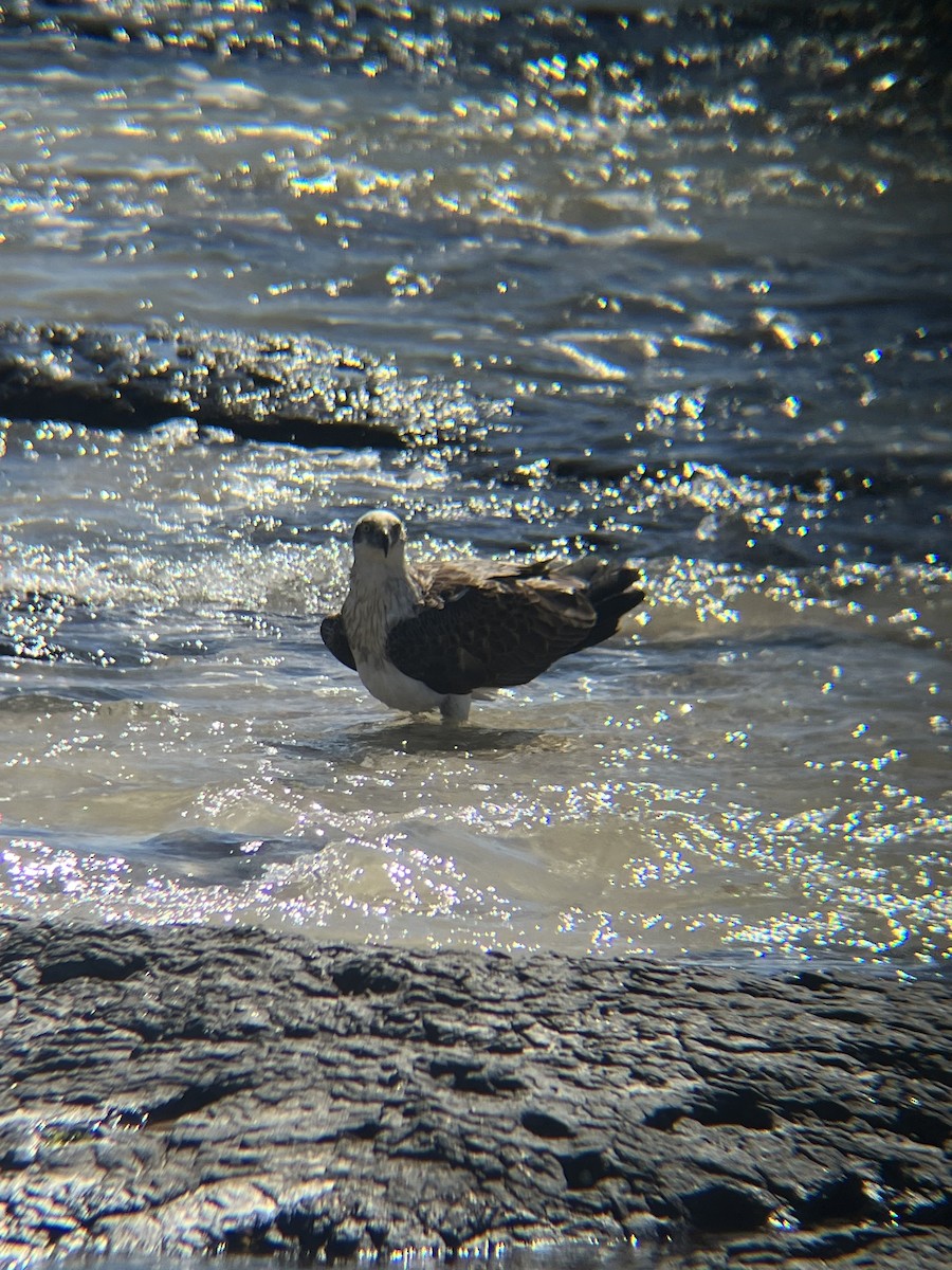 Osprey - ML641085543