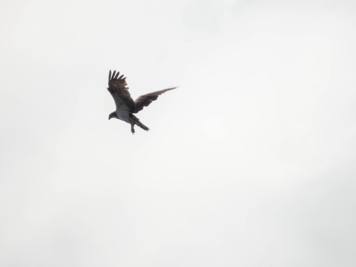 Osprey - ML641085567