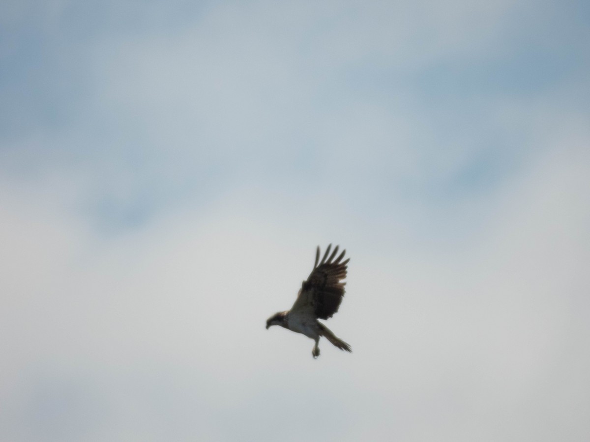 Osprey - ML641085568