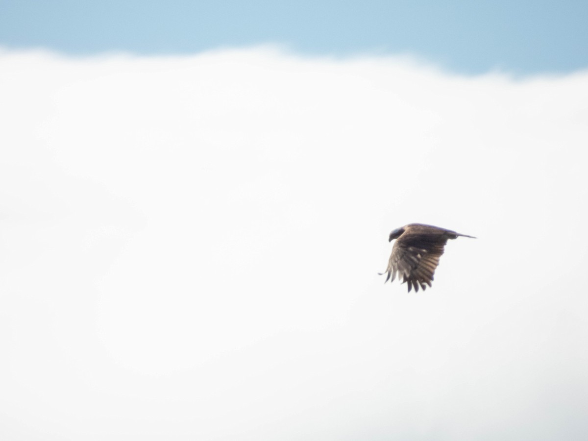 Osprey - ML641085569