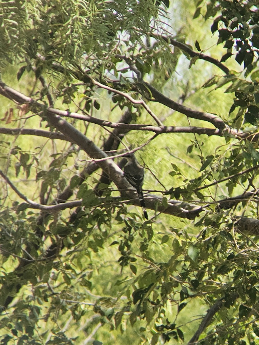 Scissor-tailed Flycatcher - ML641085573